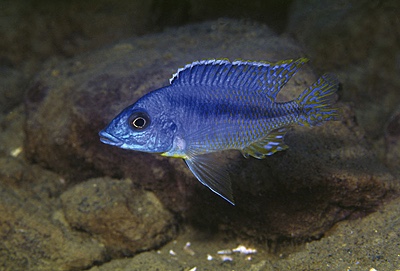 Mylochromis sp. 'lateristriga makanjila' Undu Reef